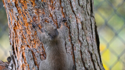 Dark Morph Squirrel Climbing Marked Tree in Reserve