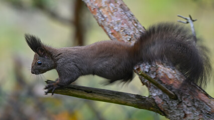 Intense Dark Morph Squirrel Staring from Pine Tree