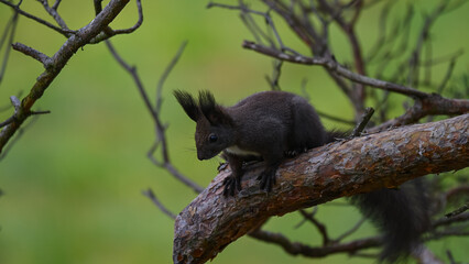 Alert Dark Morph Red Squirrel on a Pine Branch
