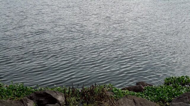 A close-up of the moving water surface at the edge of a lake or reservoir. This video shows the texture of calm yet rippling water, with small waves moving across the surface.