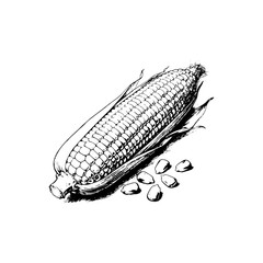Hand-drawn illustration of a corn cob with scattered kernels