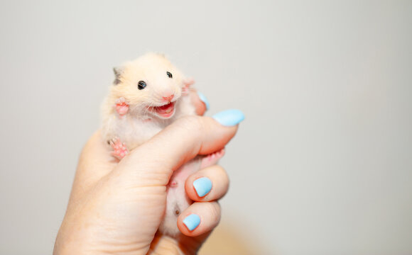 A close-up of a smiling hamster in a person's hand. A beautiful hamster isolated on a white background. A person holding a hamster in his hand. An exotic pet.