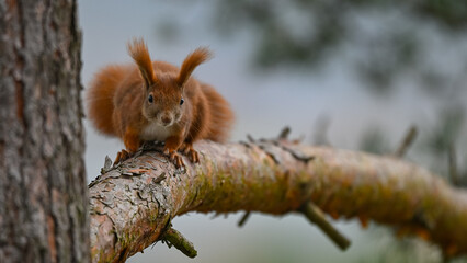 Intense Red Squirrel Staring Directly at Camera on Branch