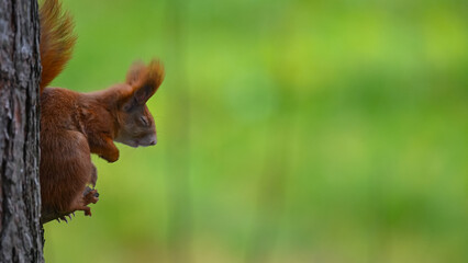 Red Squirrel Eating on Tree Trunk with Vibrant Green Copy Space