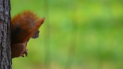 Red Squirrel Eating on Tree Trunk with Vibrant Green Copy Space