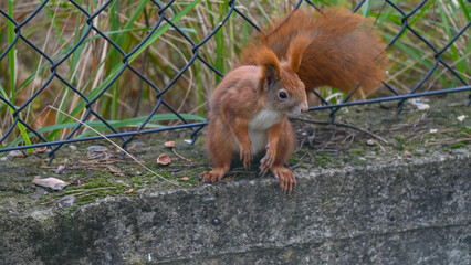 Urban Wildlife: Red Squirrel Eating Acorns on Concrete Ledge