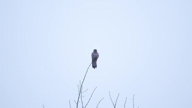 A kestrel perches on the tip of a bare twig against a pale winter sky, feathers slightly ruffled. The bird of prey scans the surroundings, barely moving in the cold air.