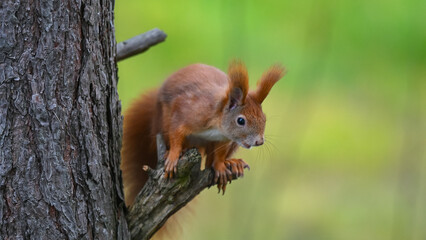 Alert Red Squirrel Peering from Pine Tree
