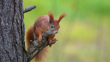 Alert Red Squirrel Peering from Pine Tree