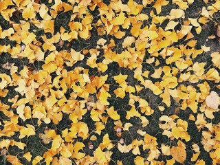 Abstract horizontal oriented background with autumn leaves lying on green grass