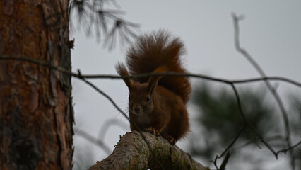 Intense Red Squirrel Staring Directly at Camera on Branch