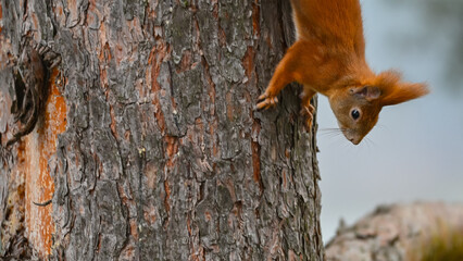 Agile Red Squirrel Climbing Down Tree Trunk