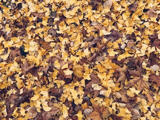 Abstract background with autumn leaves lying on the ground
