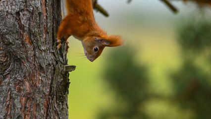 Agile Red Squirrel Climbing Down Tree Trunk
