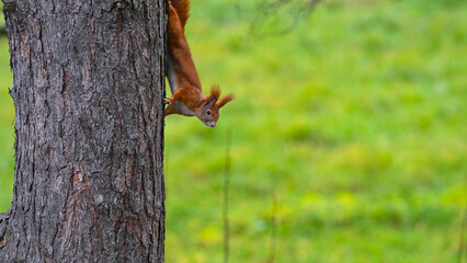 Agile Red Squirrel Climbing Down Tree Trunk