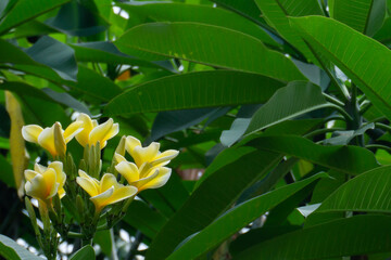 beautiful flower called yellow frangipani (Bunga Kamboja kuning) with copy space
