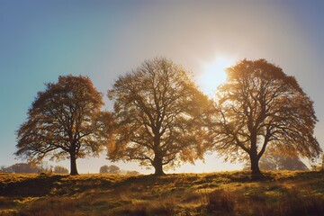 Three trees in warm sunlight in an autumn landscape