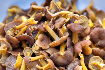 Freshly picked chanterelle mushrooms gathered in a plastic tray ready for cooking