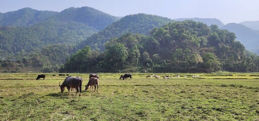 Wide Green Meadow with Cow Walking in the Mountains and Open Sky Nepal