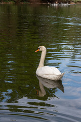 Obraz premium Mute swan (Cygnus olor), a species of swan swimming in water lake pond