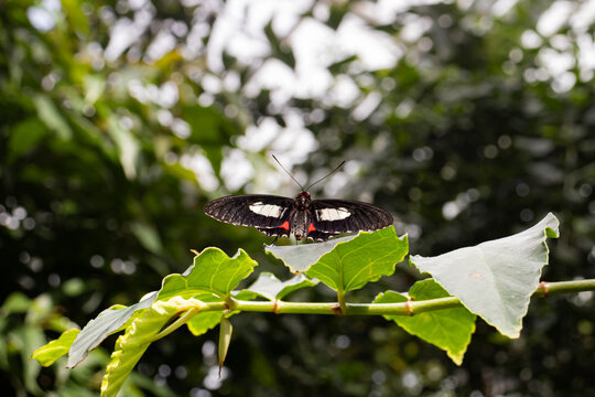 Mylotes Cattleheart (Parides eurimedes) butterfly with open wings in greenery park