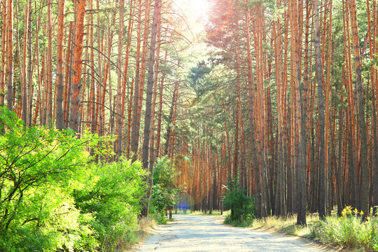 Beautiful landscape in pine forest at sunset