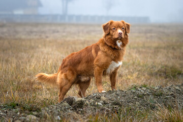 Nova Scotia Duck Tolling Retriever