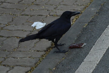 Naklejka premium An overhead shot of a large black crow standing on a paved curb between an asphalt road and a brick sidewalk, looking at a small packet of red food or sauce.