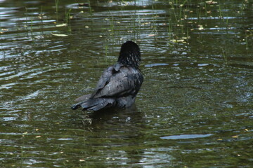 Naklejka premium A black crow is immersed in murky water, bathing or wading, with its back to the viewer.