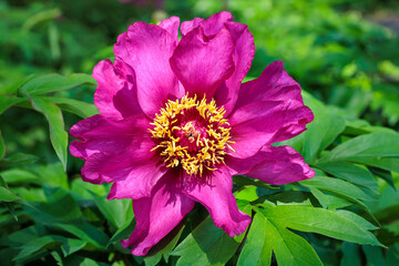 Close-up of pink peony flowers blooming in a garden.