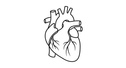 Detailed black outline illustration of a human anatomical heart, representing vital organ function, health, and medical science concepts for educational and design projects