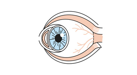 Eye Anatomy Diagram A Detailed Illustration of the Human Eye's Structure and Components