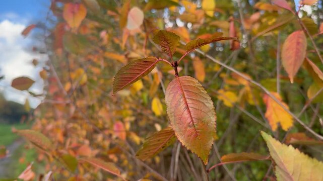 Orange-red leaves of the wild cherry tree gently blowing in the wind against a backdrop of blue sky with a few clouds, green leaves of the wild cherry tree turning red, autumn colors, Prunus avium