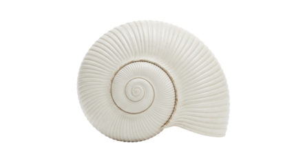 Detailed spiral shell with symmetrical curves on black background