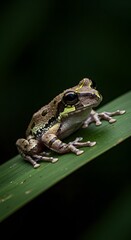 Obraz premium Frog on Leaf