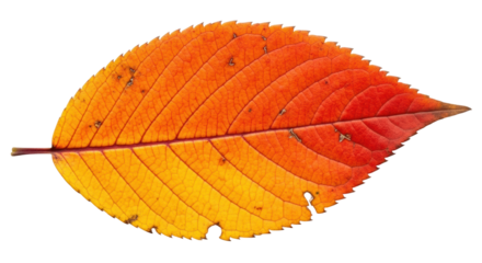 Vibrant autumn leaf with intricate veins on black background