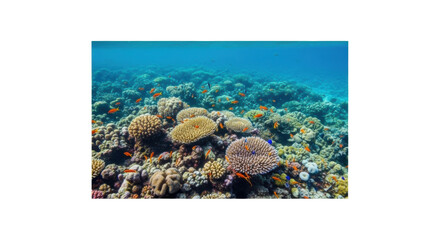 Vibrant coral reef with tropical fish in clear ocean water