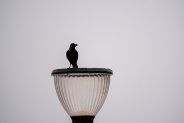 A lone crow perched on a classic street lamp against a bright, clear sky, capturing a simple yet striking moment of urban wildlife.