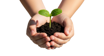 Young hands holding seedling in soil for growth symbolism