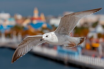 Seagull in flight over colorful coastal harbor