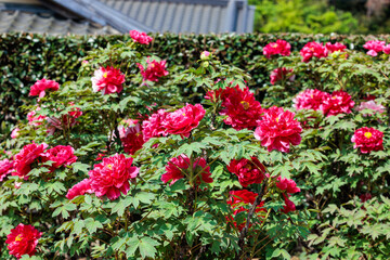 Red tree peony flowers blooming in the garden.
