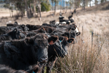 beautiful cattle in tasmania Australia  eating grass, grazing on pasture. tasmanian Herd of cows free range beef being regenerative raised on an agricultural farm. Sustainable farming in hobart