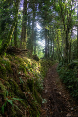 Forest walk - Le Drennec dam and lake - Finistere - Bretagne - France