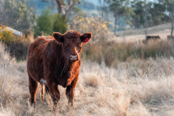 beautiful cattle in tasmania Australia  eating grass, grazing on pasture. tasmanian Herd of cows free range beef being regenerative raised on an agricultural farm. Sustainable farming in hobart