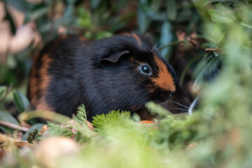 black rabbit guinea pig eating food in the forest in australia