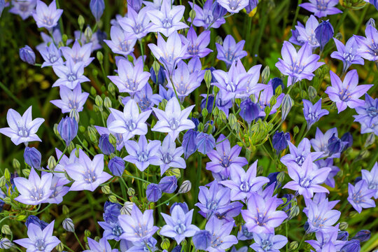 Beautiful Trithelea Laxa flowers blooming in the early summer garden.