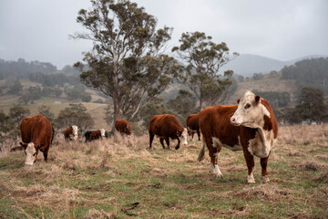 beautiful cattle in tasmania Australia  eating grass, grazing on pasture. tasmanian Herd of cows free range beef being regenerative raised on an agricultural farm. Sustainable farming in hobart
