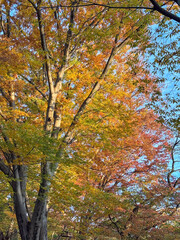美しい秋の紅葉の風景