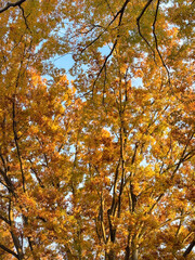 美しい秋の紅葉の風景