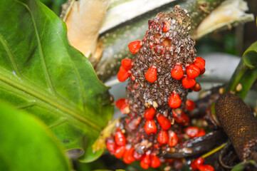 close-up of vibrant red Anthurium fruits or berries densely clustered on the spadix, surrounded by blurred green foliage. Concepts of tropical plant reproduction, exotic flora, and unique texture.